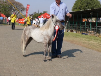 Renske - Junior  Champion Mare and reserver larget champion mare